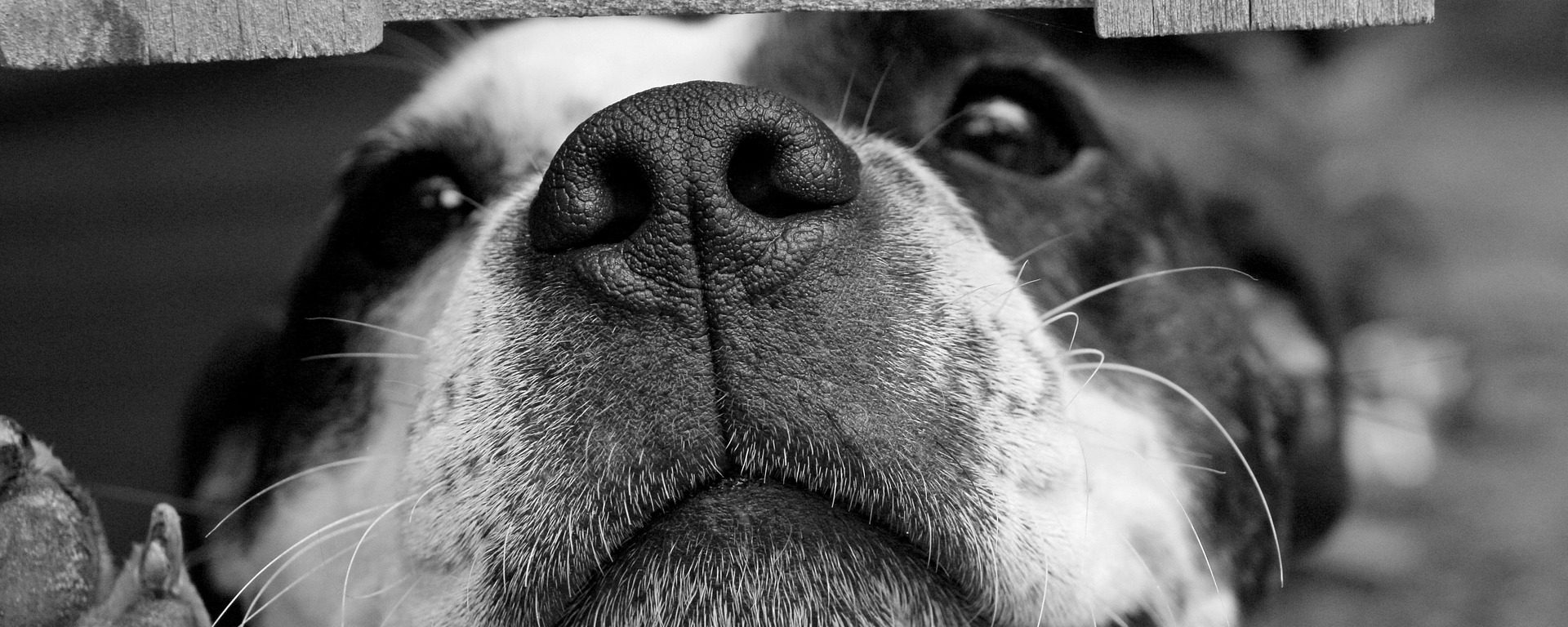 dog-715545_1920